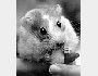 Hamster verhungert - verurteilt